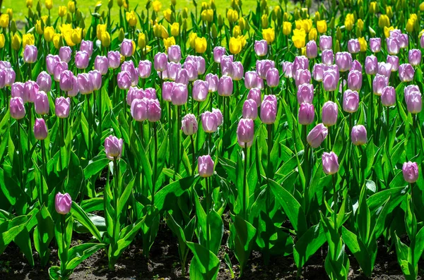 Flowering tulips in the park. Tulip Festival. Thousands of beautiful multi-colored tulips, rare species. St. Petersburg, Elagin Island