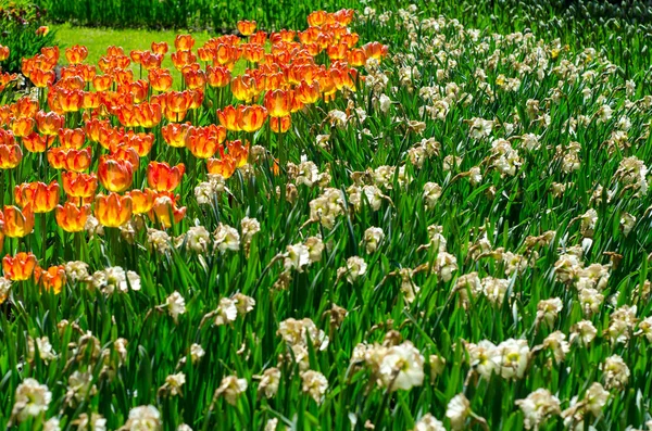 Flowering Tulips Park Flowering Tulips Park Tulip Festival Thousands Beautiful — Stock Photo, Image