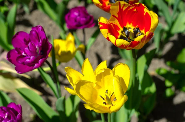 Flowering tulips in the park. Tulip Festival. Thousands of beautiful multi-colored tulips, rare species. St. Petersburg, Elagin Island