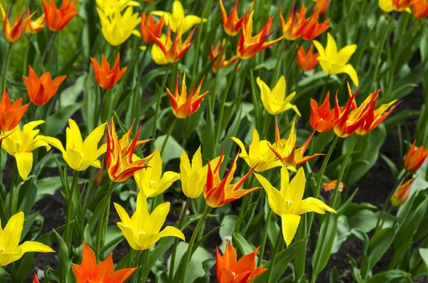 Glade Colored Tulips Cards — Stock Photo, Image