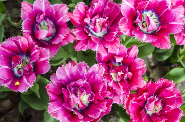 Gyönyörű Rózsaszín Fényes Virágok Hátterek Vagy Üdvözlő Kártyák — Stock Fotó