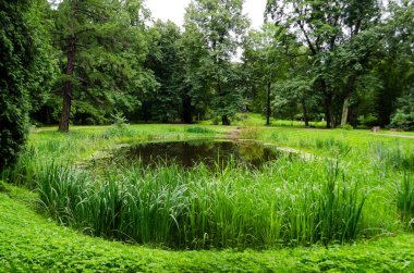 Çimenli yeşil bahçe. Çimli yaz avlusu. Güzel yaz manzara manzara parkı. Kartpostalda arka plan için doğa.