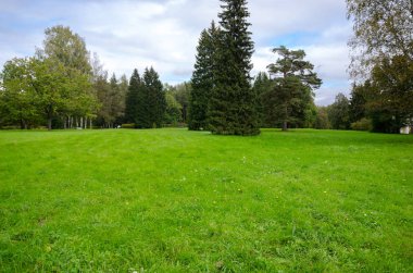 Çimenli yeşil bahçe. Çimli yaz avlusu. Güzel yaz manzara manzara parkı. Kartpostalda arka plan için doğa.