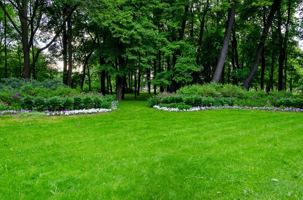 Zelená Zahrada Trávou Letní Nádvoří Trávníkem Krásná Letní Krajinná Park — Stock fotografie