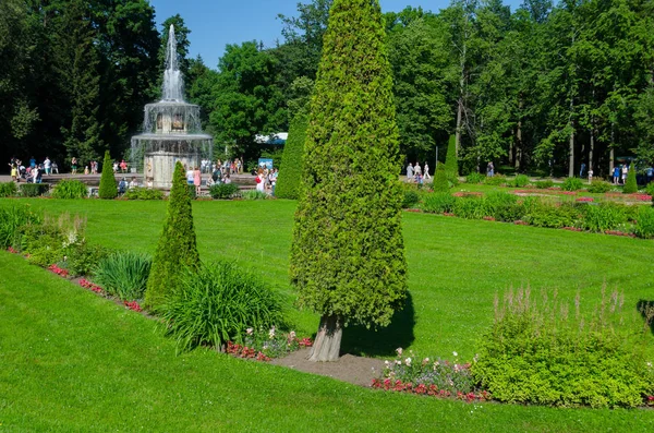 Çimenli yeşil bahçe. Çimli yaz avlusu. Güzel yaz manzara manzara parkı. Kartpostal üzerinde arka plan için doğa. Peterhof Park, St. Petersburg, Rusya, 23 Temmuz 2017