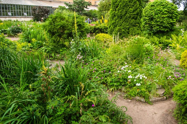 Zelená Zahrada Trávou Letní Nádvoří Trávníkem Krásná Letní Krajinná Park — Stock fotografie