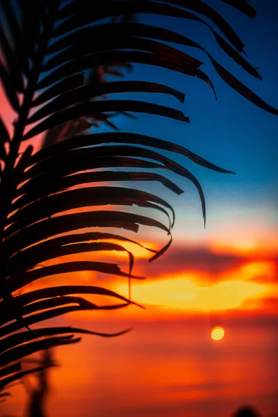 Palm elhagyja a backgrond, a csodálatos vörös naplemente Bali — Stock Fotó