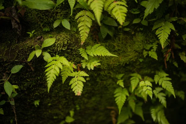 Some green fern leaves in tropical forest in Bali — Stock Photo, Image