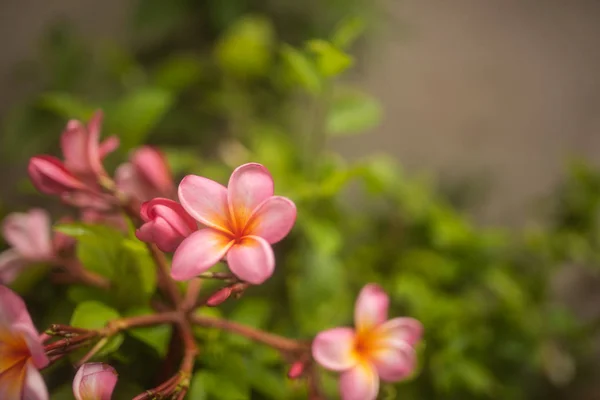 Teneri fiori rosa frangipani su sfondo verde in g tropicale — Foto Stock