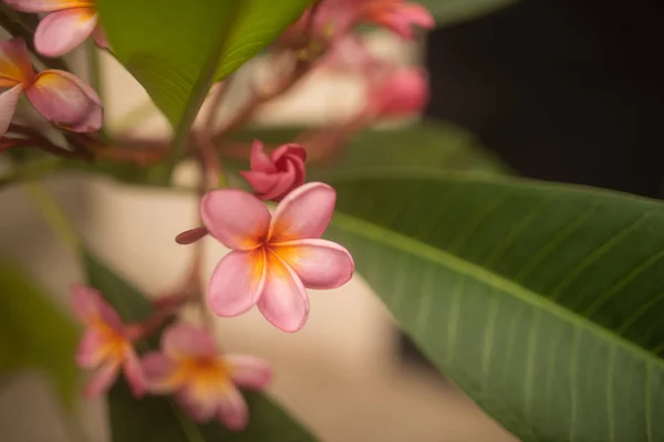 Tiernas flores de frangipani rosa sobre fondo verde en g tropical —  Fotos de Stock