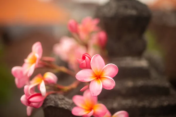 Teneri fiori rosa frangipani su sfondo scuro n a Bali — Foto Stock
