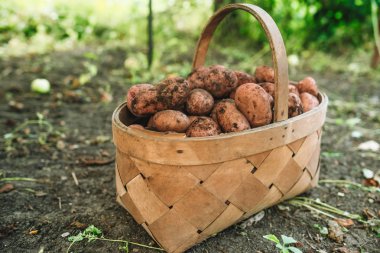 Genç kırmızı patates hasat hasır sepet çiftlik bahçe içinde 