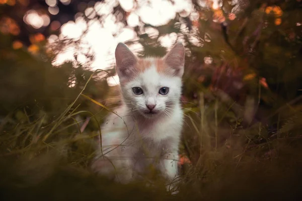 Bastante blanco y rojo pequeño gato asiento en hierba jardín en el summ — Foto de Stock