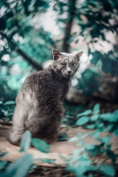 Жесткая серая кошка-боец с одним глазом сидит под деревом — стоковое фото