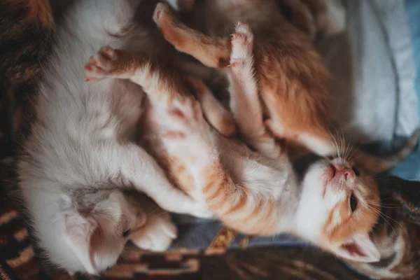 Familie der verschiedenen Farben Kitty und Mutter Katze — Stockfoto