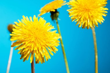  Mavi gökyüzünde karahindiba