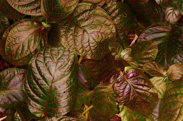 Red and green leaves — Stock Photo, Image