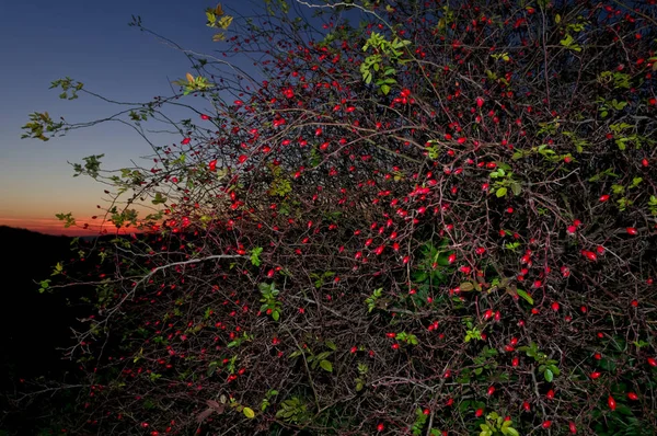 Outono Flechas Vermelhas Atmosféricas — Fotografia de Stock