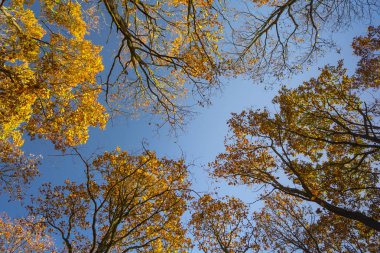 ağaç kron manzarası sonbahar atmosferi