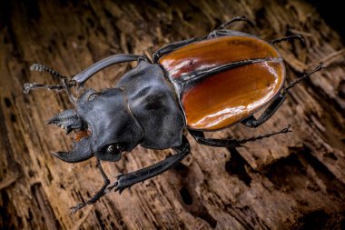 odontolabis gazella siyah arka plan