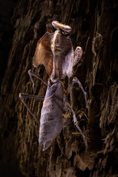 Deroplatys Lobata Sobe Casca Uma Árvore — Fotografia de Stock