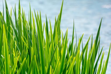 water grass and water level clipart