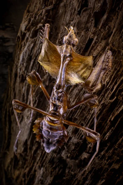 Mantis Sobe Casca Uma Árvore — Fotografia de Stock