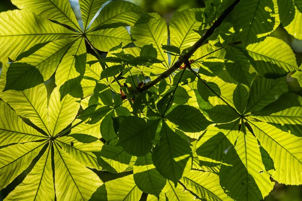 Folhas Castanha Verde Contra Sol — Fotografia de Stock