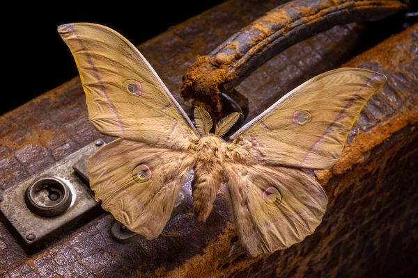 Schöner Schmetterling Sitzt Auf Dem Rumpf — Stockfoto