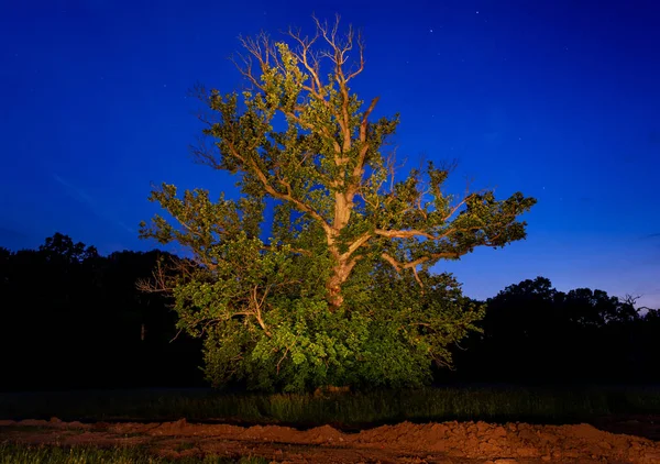 Vecchio Olmo Sera Presto — Foto Stock