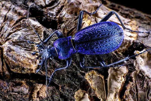 Carabus Casca Uma Árvore — Fotografia de Stock