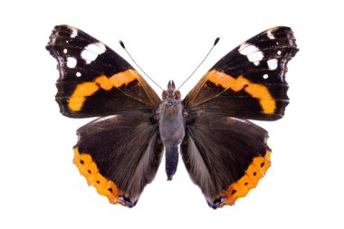 Vanessa atalanta beyaz bir arka plan üzerinde