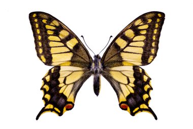 Papilio machaon beyaz bir arka plan üzerinde