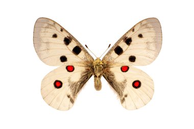 Parnassius Apollo kelebek beyaz arka plan üzerinde yapıldı.