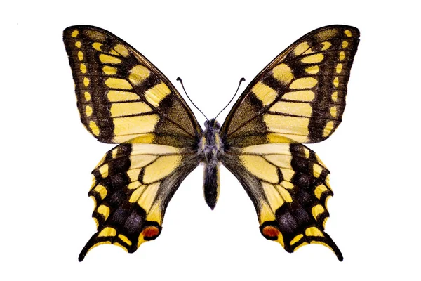 Papilio Machaon Sobre Fondo Blanco —  Fotos de Stock