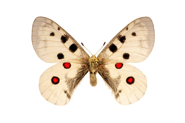 Parnassius Apollo Butterfly White Background — Stock Photo, Image