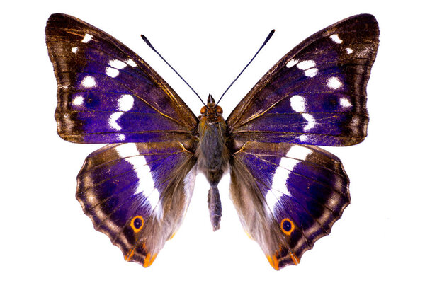 Apatura iris on a white background