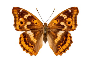 Apatura Ilia beyaz bir arka plan üzerinde