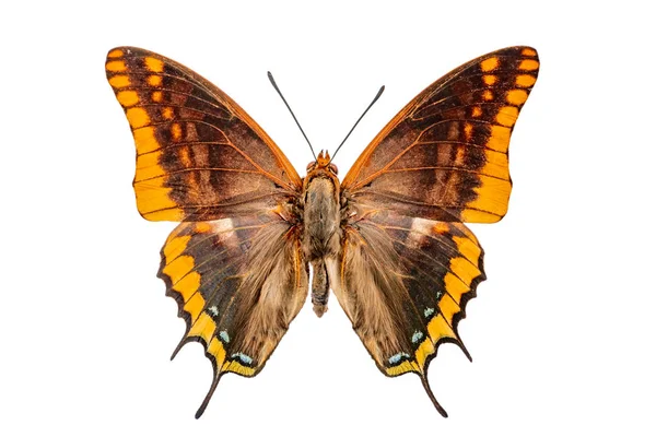 Charaxes White Background — Stock Photo, Image