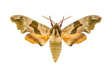 Mimas tiliae beyaz bir arka plan üzerinde