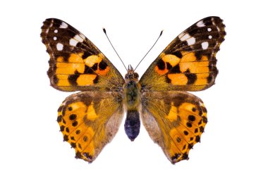 Vanessa cardui beyaz bir arka plan üzerinde