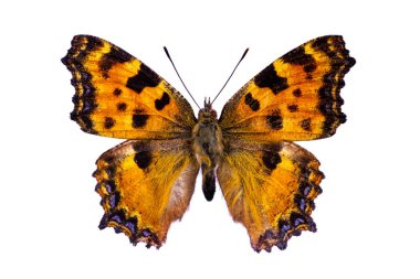 Nymphalis polychloros beyaz bir arka plan üzerinde
