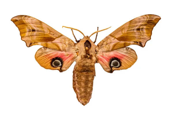 Smerinthus Ocellatus Sobre Fondo Blanco —  Fotos de Stock