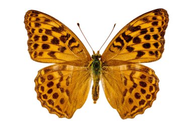 Argynnis paphia beyaz arka plan üzerinde
