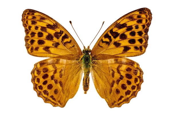 Argynnis Paphia Vit Bakgrund — Stockfoto