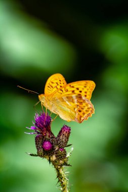 Argynnis paphia thistle ve yeşil arka plan