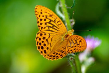 Argynnis paphia thistle ve yeşil arka plan