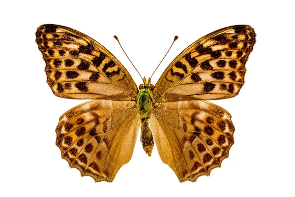 Argynnis Paphia Vit Bakgrund — Stockfoto