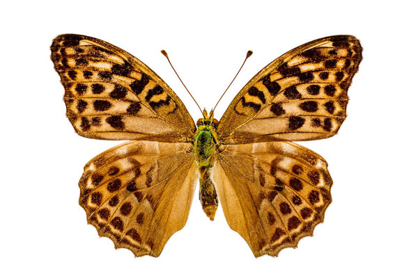 Argynnis paphia on white background