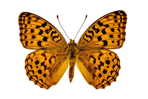 Argynnis Adippe White Background — Stock Photo, Image